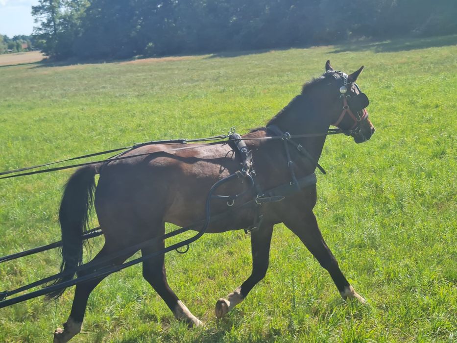 Polski Koń Sportowy