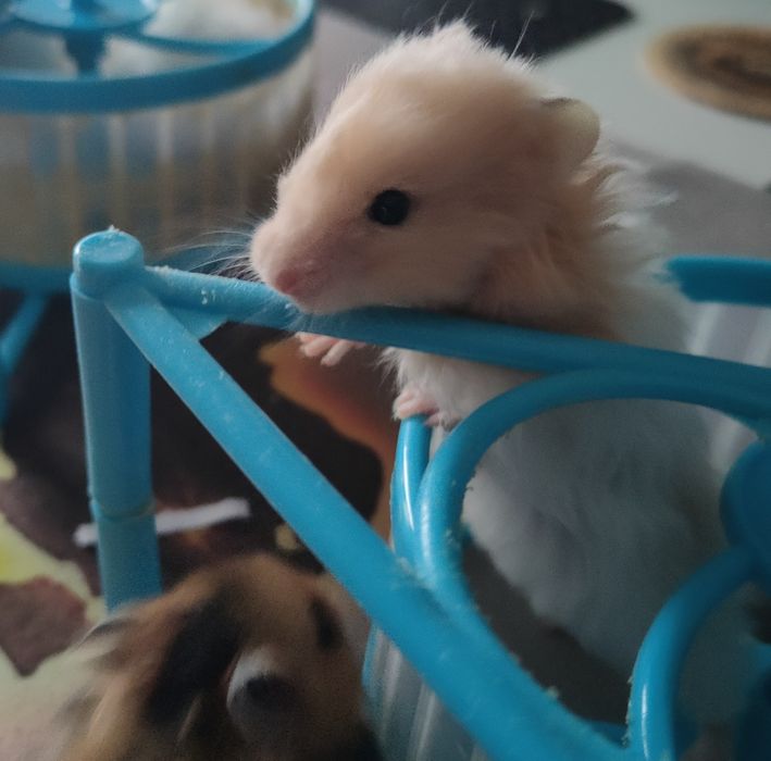 Chomik syryjski długowłosy młode.