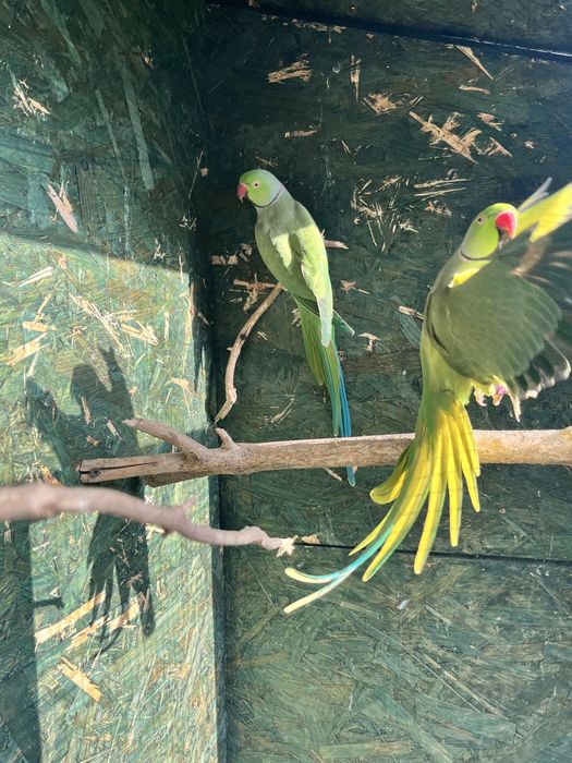 Aleksandretta obrożna