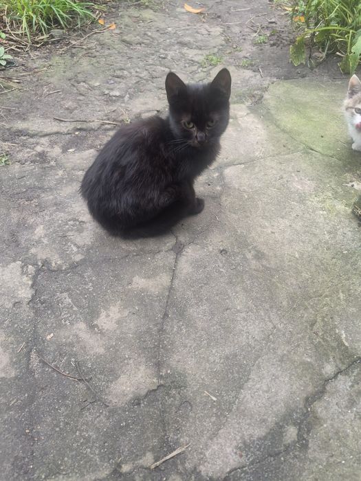 Котик хлопчик ..т