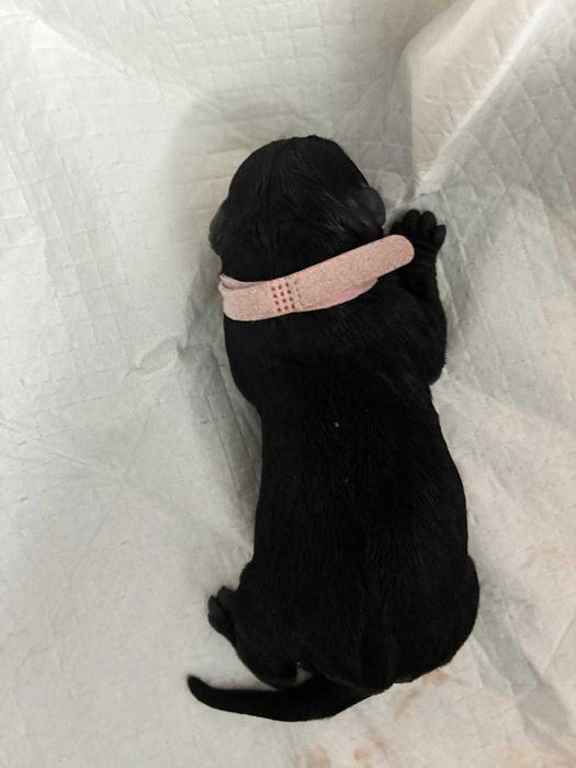 Fêmea Schnauzer Gigante – Criadores Certificado - Excelente Linhagem