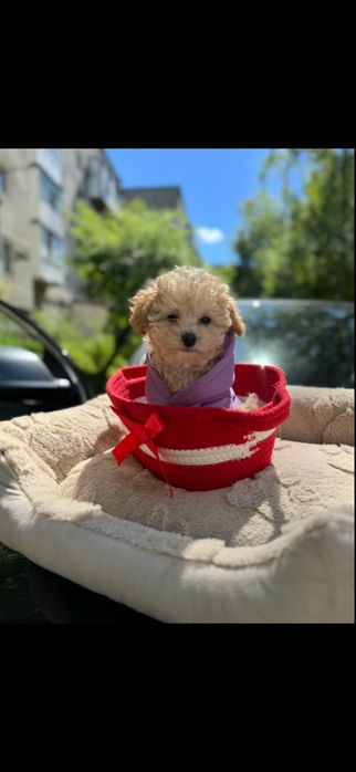 Красуньки мальтіпу