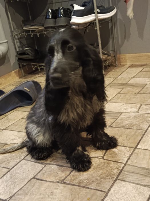 Piesek rasy Cocker Spaniel