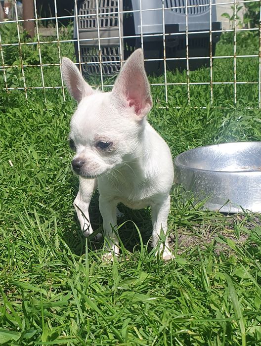 Белоснежная гладкая девочка чихуахуа