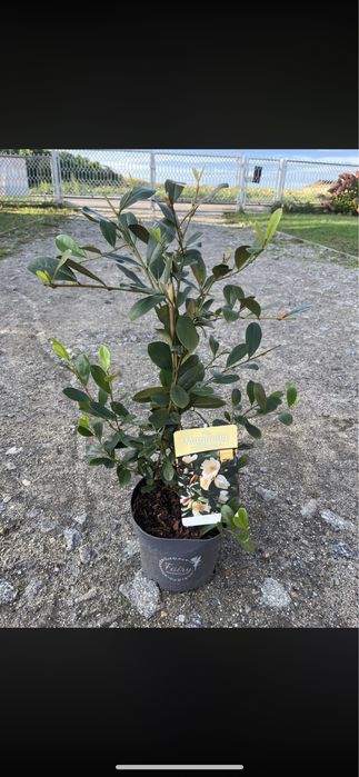 Magnolia zimozielona fair honey velvet