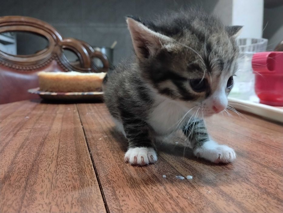 Gatinhos bebés  super fofos