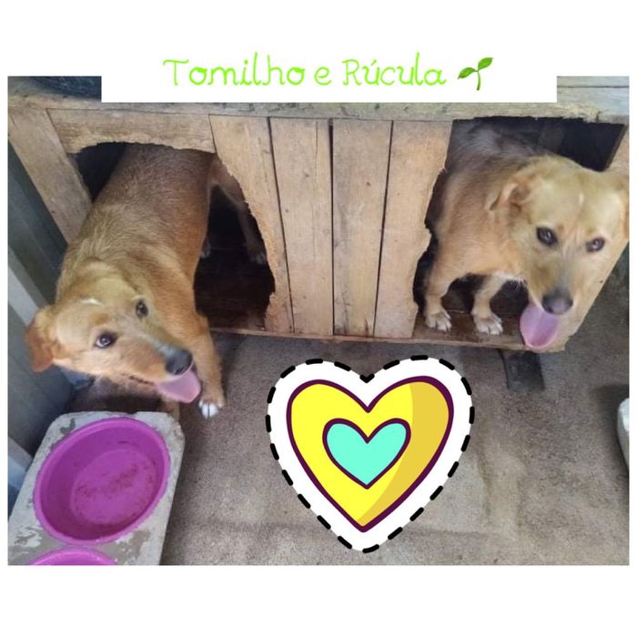Para adoção - macho e fêmea jovens, muito meigos
