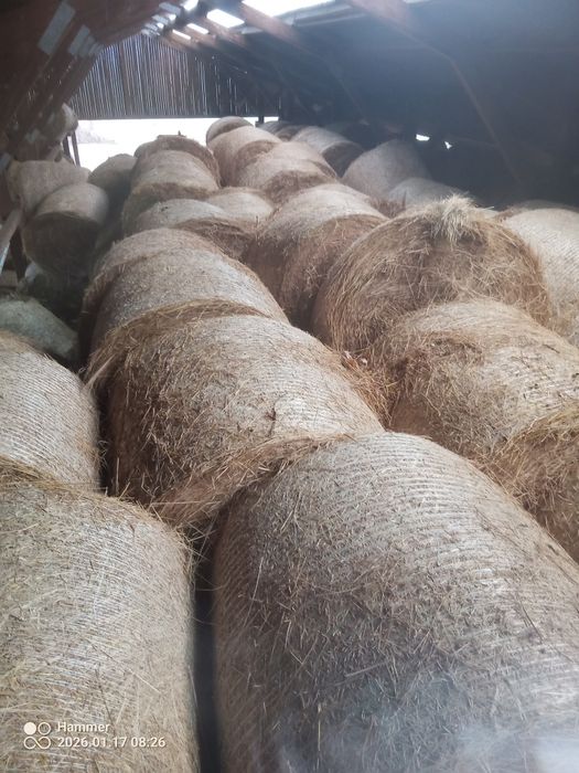 Siano, słoma spod dachu 2025 pierwszy pokos