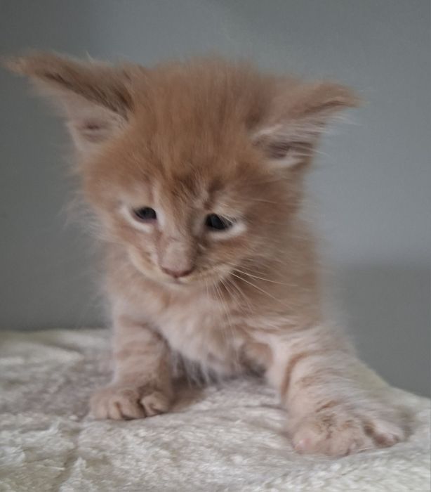 Rudy kocurek Maine Coon