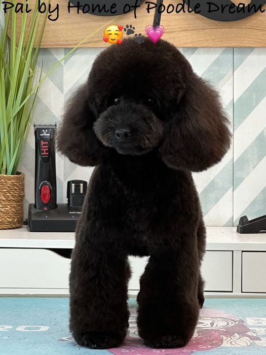 Lindos meninos de caniche toy e mini toy para ACASALAR!!!