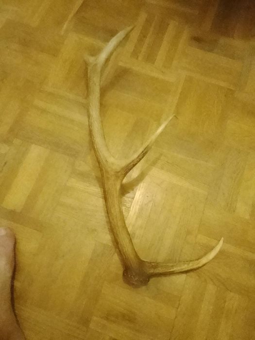 Poroże na sprzedaż