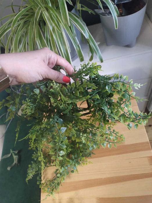 Rośliny do terarium