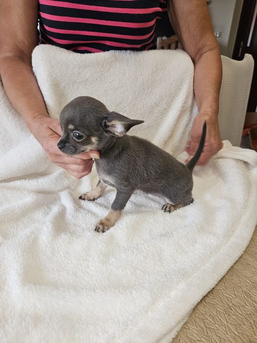 Chihuahua suczka