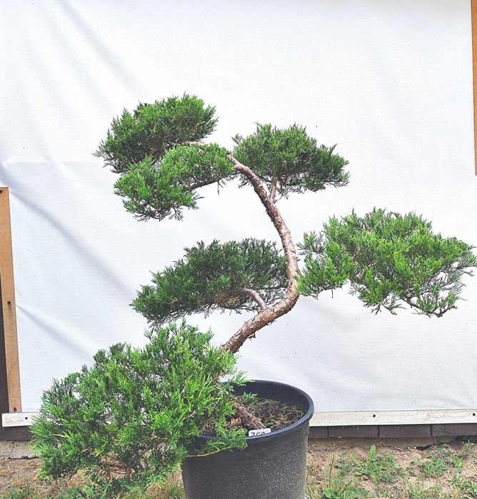 Bonsai Niwaki Jałowiec