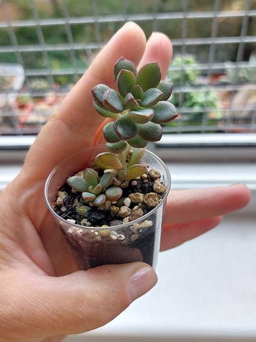 Сукулент, граптоверія. Graptoveria "Purple Dream"