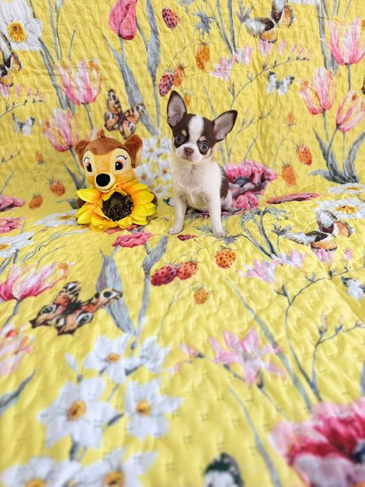 Chihuahua fêmea mini