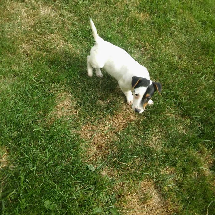 Jack Russell Terrier sunia