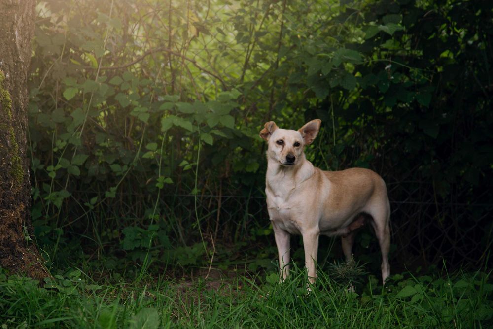 Cudowna, delikatna sunia czeka na dom