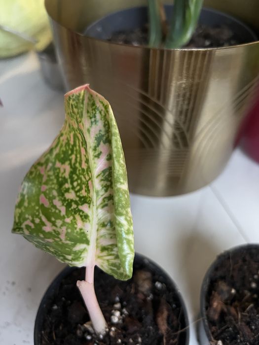 Aglaonema spotted pink