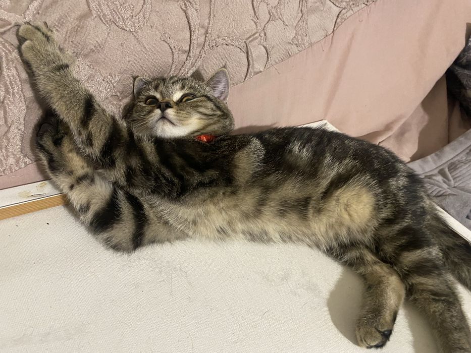Принцеса скотіш страйт