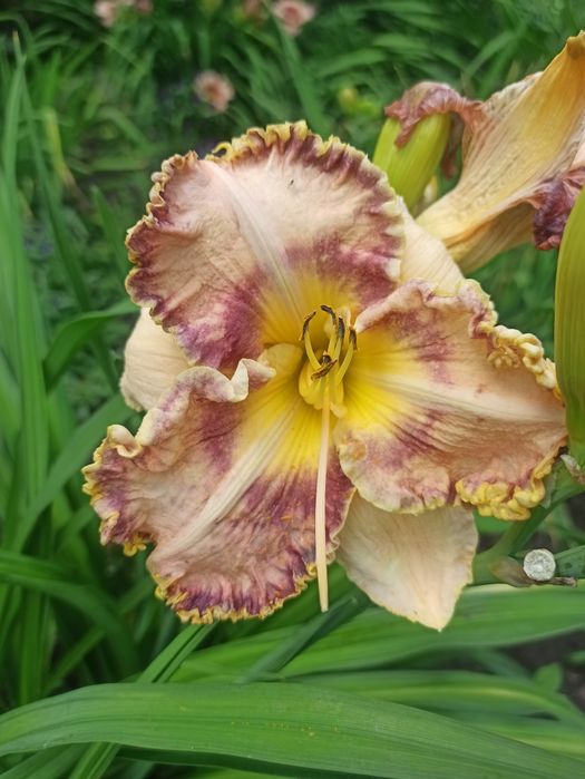 Продам лілейники