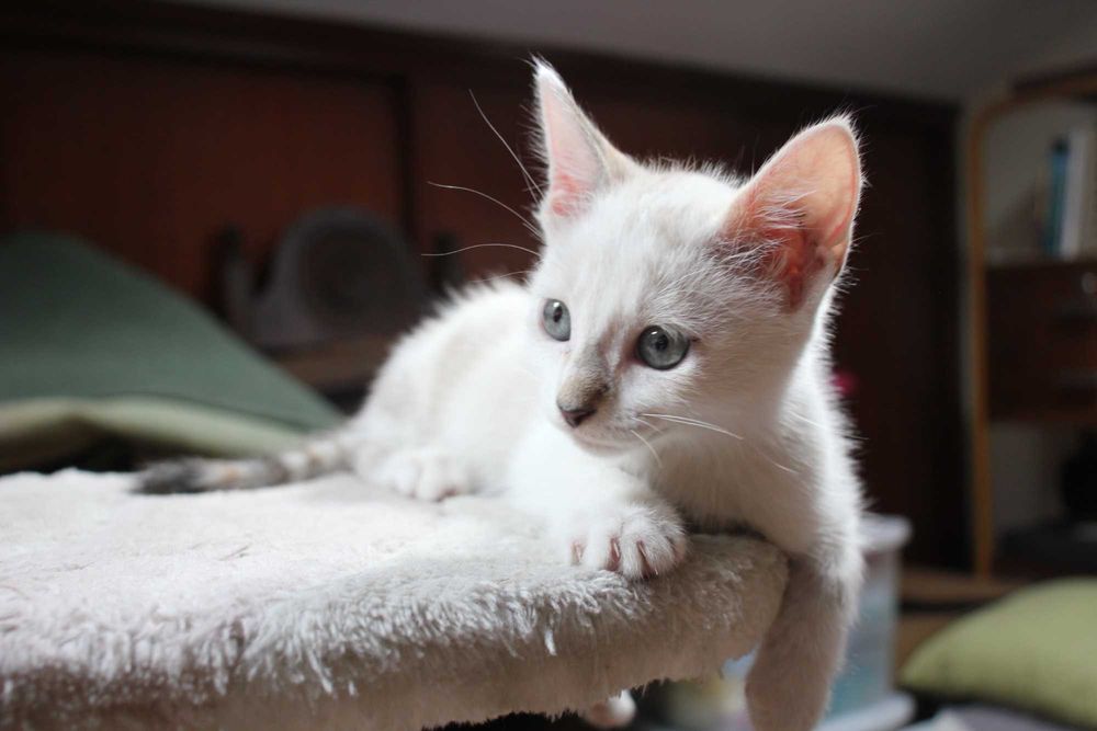 FÊMEA | Gatinha brincalhona disponível para Adoção Responsável