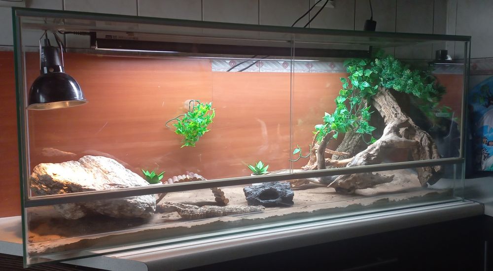 Terrarium Szklane 120x40x50 cm z wyposażeniem! Idealne dla agamy, gekona lamparciego lub mniejszego węża.