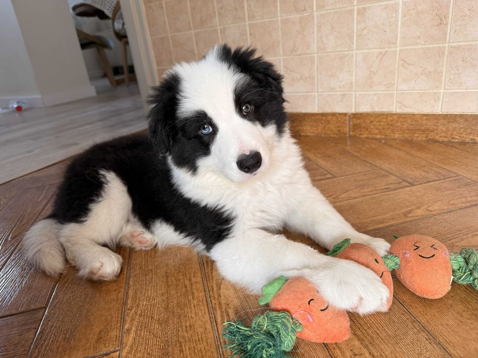 Szczeniak Border collie piesek czarno - biały Niko (BADANIA)