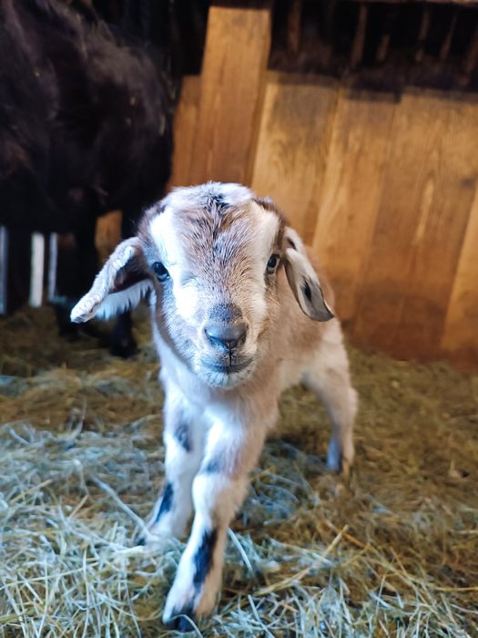 Koźlęta do odpojenia