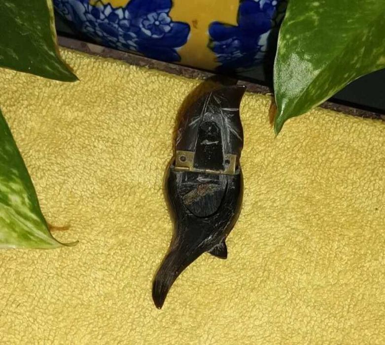 Raríssima caixa de Rapé/Tabaco esculpida em chifre.