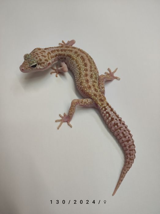 Gekony Lamparcie - Młode Samiczki