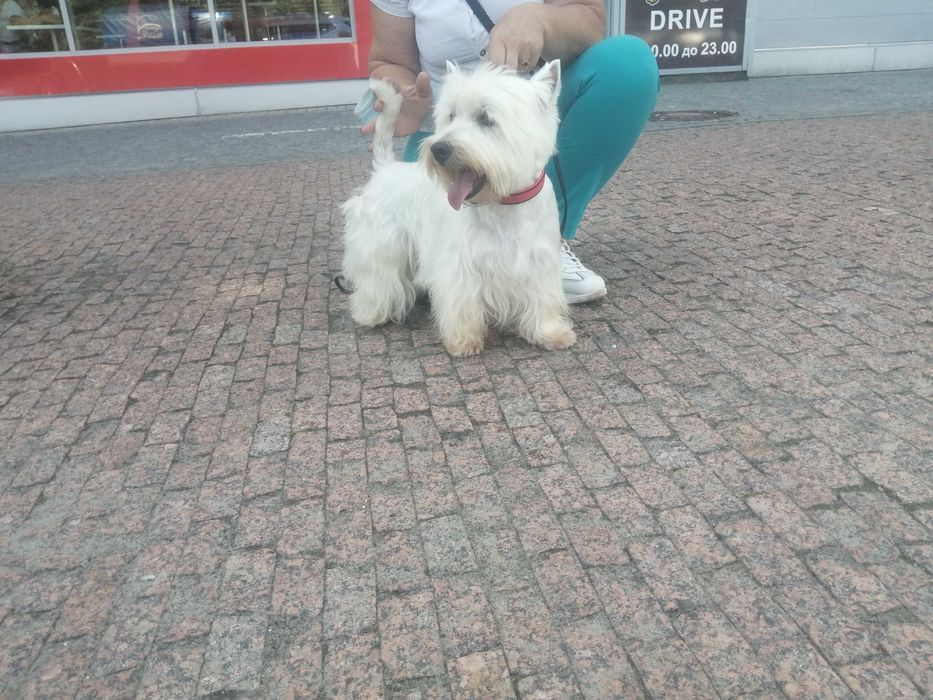 Вязка кобель вест хайленд вайт терьер