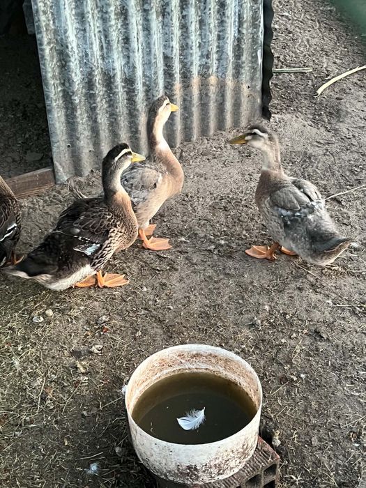 Patos rouen