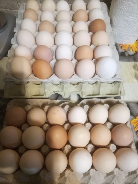 Jajka z wolnego wybiegu