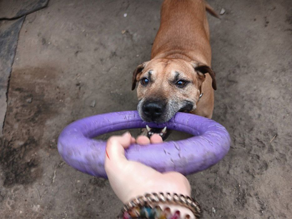 Красавчик стаффорд ищет дом