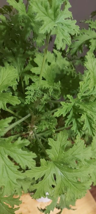 Anginka geranium duża 70cm