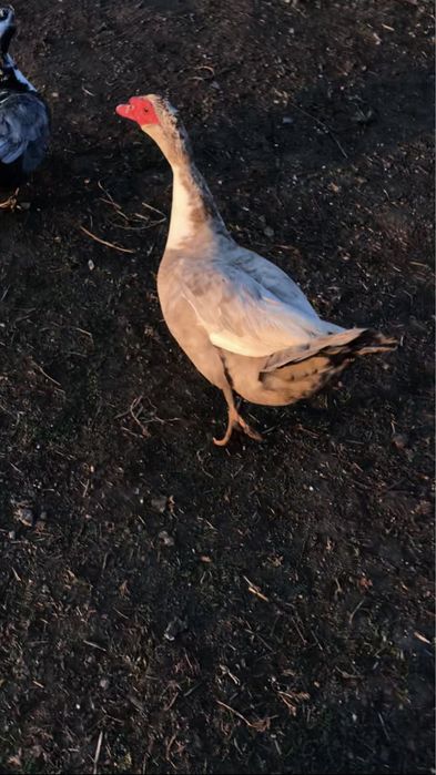 Patos mudos fortes