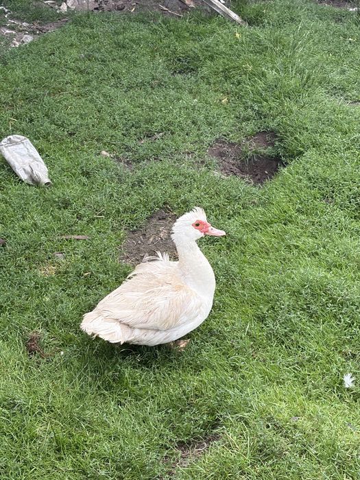 Sprzedam kaczki biegusy francuskie i call duck