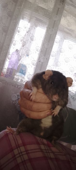 Шукаю сім'ю. Пацюк породи дамбо.