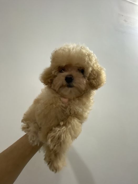 Мальтіпу ф1 від батьків Корея і Китай