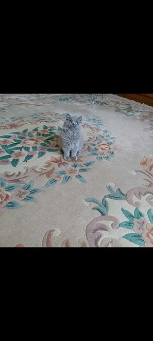 Коти киця шотландська голуба скотіш страйт