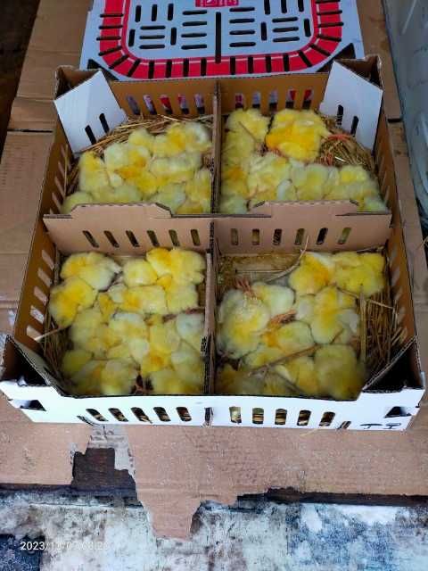 Kurczaki pisklęta nioski, brojlery, Leghorn, Greenshell, Sussex, Rosa