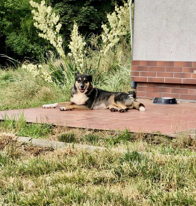 Roxi czeka na odpowiedzialny dom