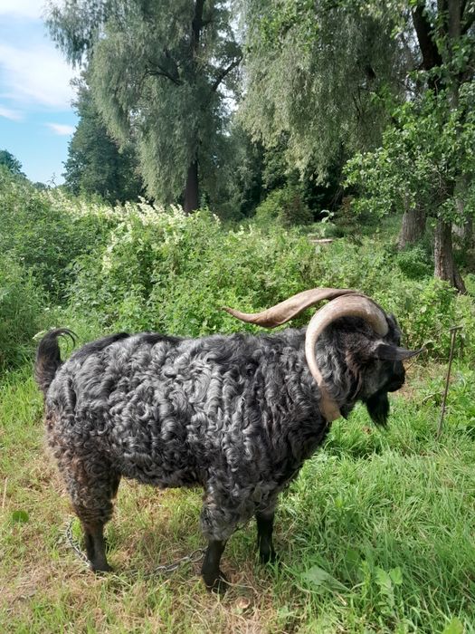 Пухові кози (придонська порода)