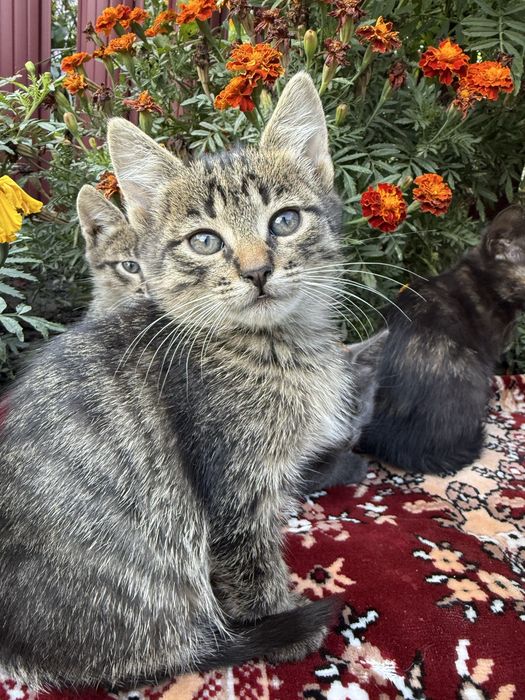 Віддам котенят у добрі руки