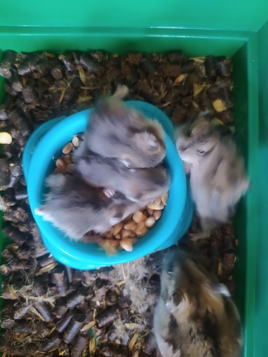 Хомячки Кременчуг