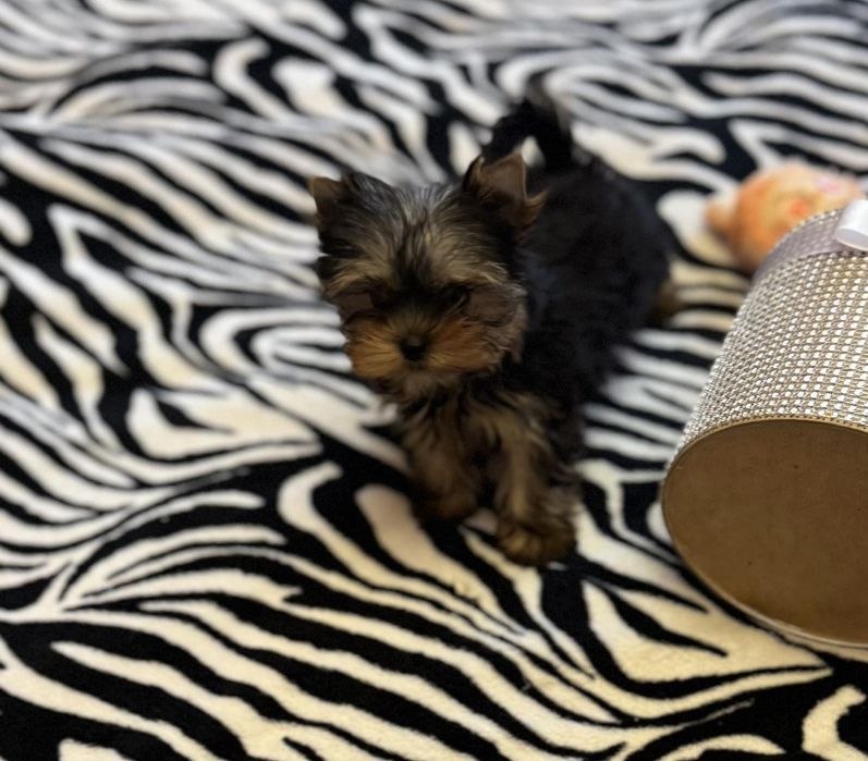 Микро курносая красотка