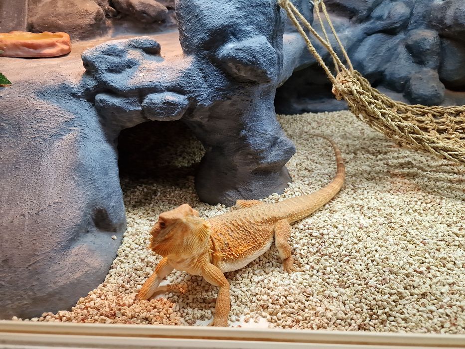 Agama brodata wraz z terrarium