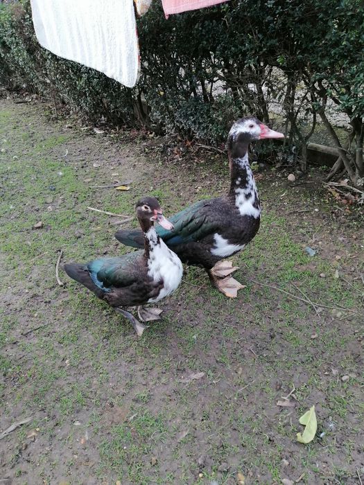 Patos Mudos com 5 meses