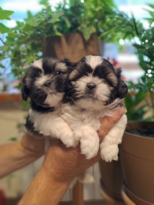 Suczka Shih-Tzu prawdziwy skarb